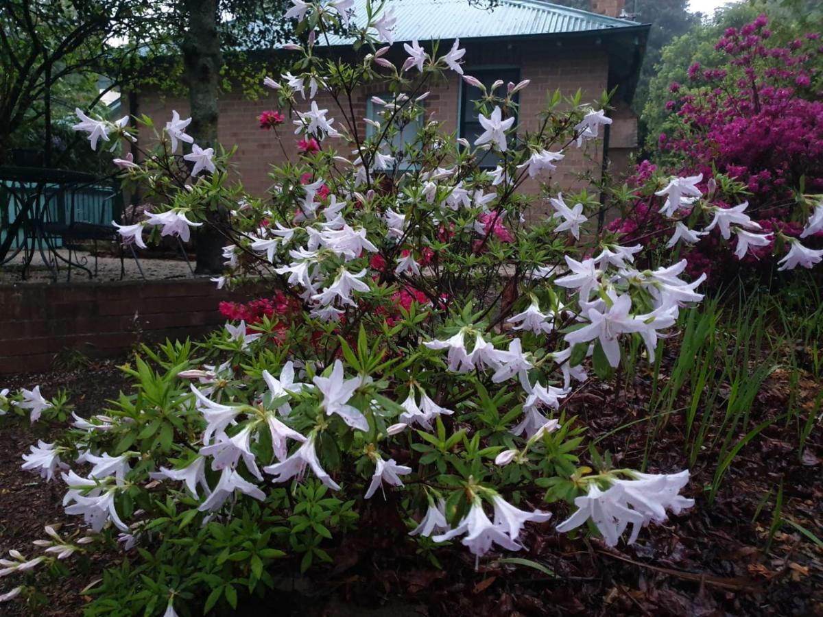 Carcoola Villa Blackheath Bagian luar foto